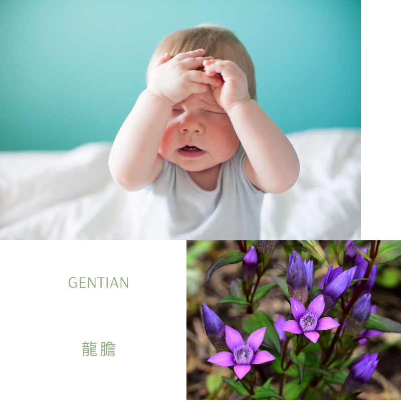 Read more about the article 龍膽 Gentian (巴哈花精) 適合飽受挫折想不屈不撓的你