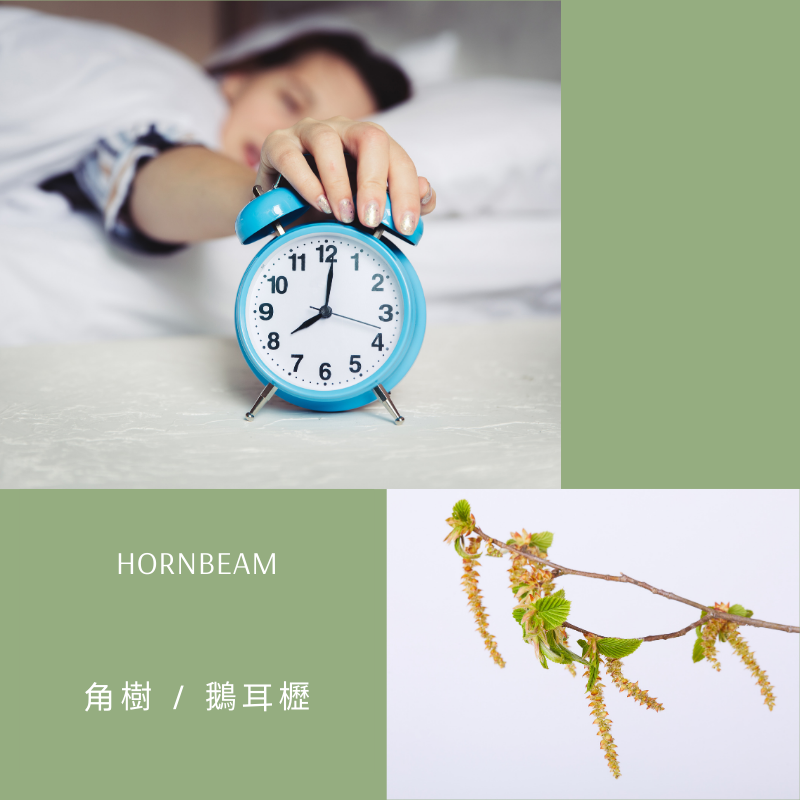 Read more about the article 角樹 / 鵝耳櫪 Hornbeam (巴哈花精) 適合沒動力想找回熱情的你