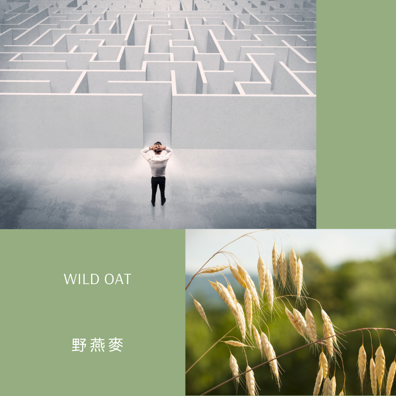 You are currently viewing 野燕麥 Wild Oat (巴哈花精) 適合迷失想尋找人生方向的你