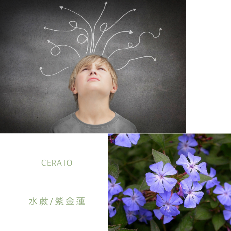 You are currently viewing 水蕨 / 紫金蓮 Cerato (巴哈花精) 適合沒主見想有決斷力的你