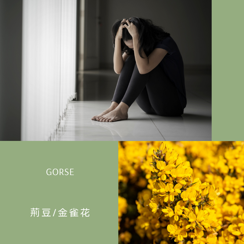 You are currently viewing 荊豆 / 金雀花 Gorse (巴哈花精) 適合絕望想重拾希望的你