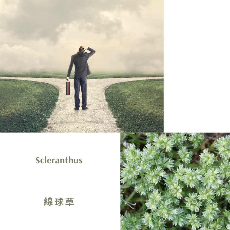 Read more about the article 線球草 Scleranthus (巴哈花精) 適合無法取捨猶疑不定的你