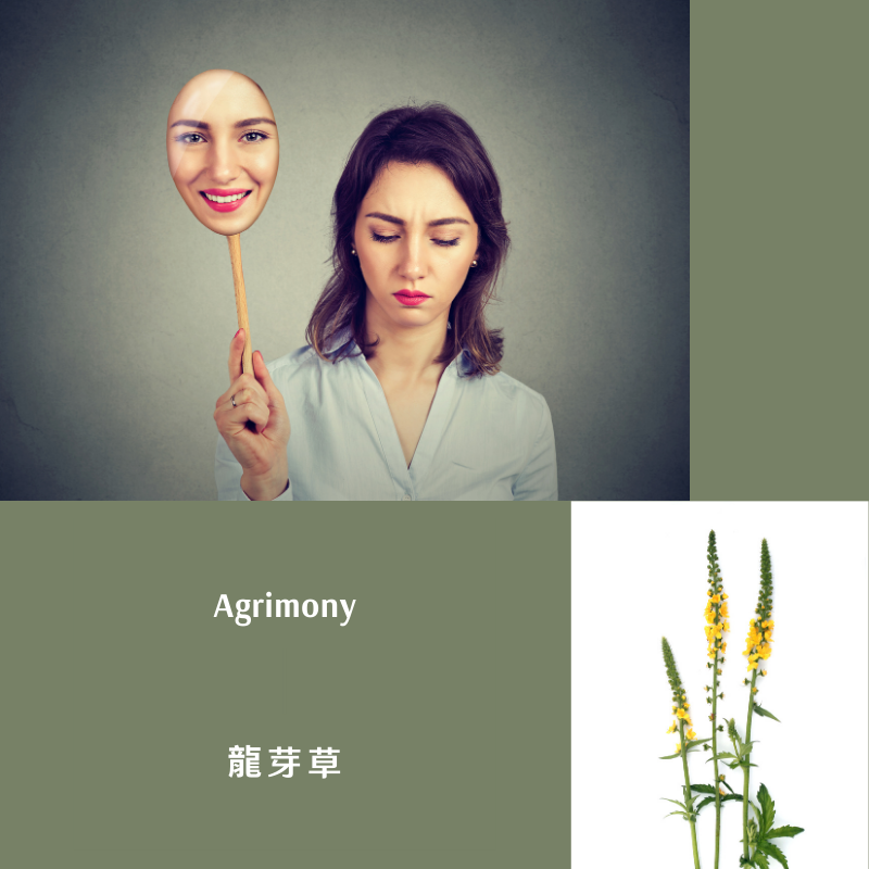 You are currently viewing 龍芽草 Agrimony (巴哈花精) 適合擅於隱藏內在壓抑的你