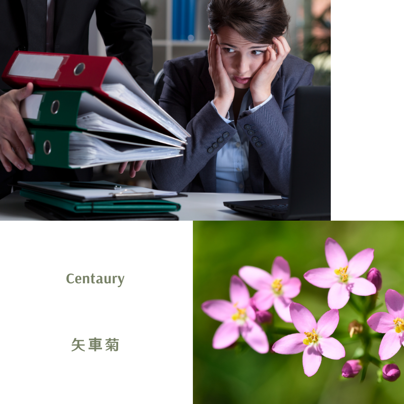 Read more about the article 矢車菊 Centaury (巴哈花精) 適合無法Say no想建立界線的你