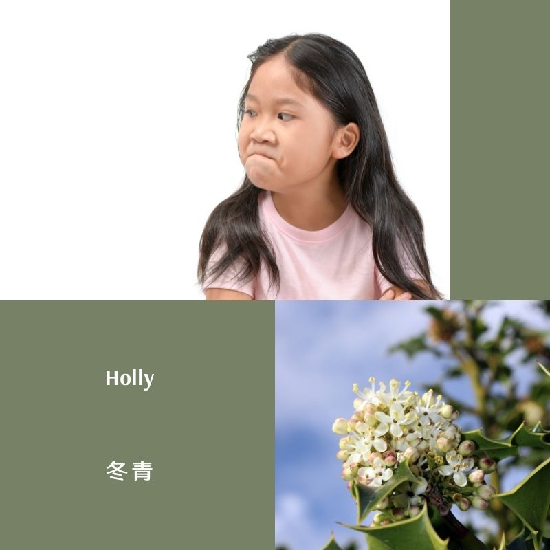 Read more about the article 冬青 Holly (巴哈花精) 適合想走出嫉妒與忿恨的你