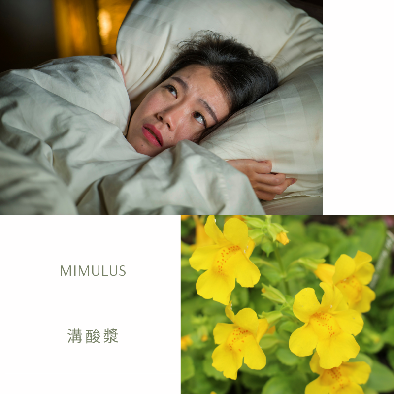 Read more about the article 溝酸漿 Mimulus (巴哈花精) 適合擔憂恐懼害怕的你