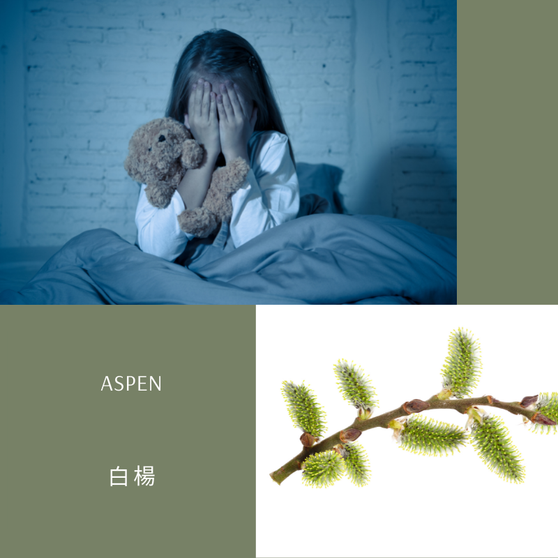 You are currently viewing 白楊 Aspen (巴哈花精) 適合莫名不安高敏感的你