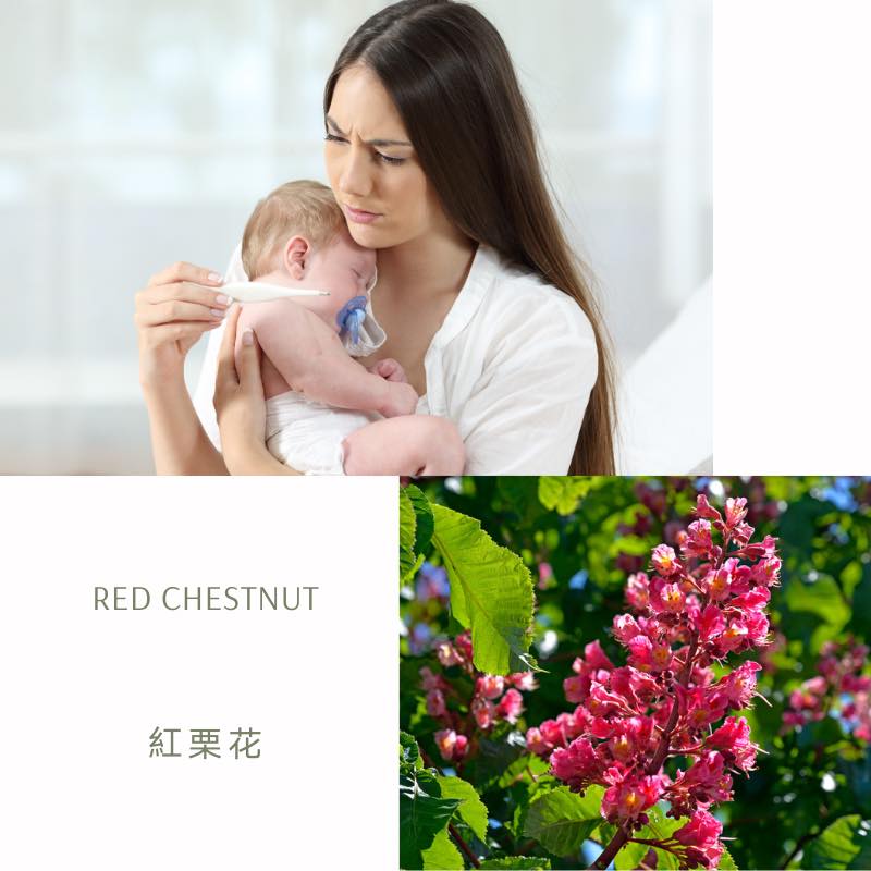 You are currently viewing 紅栗花 Red Chestnut (巴哈花精) 適合擔心他人的你