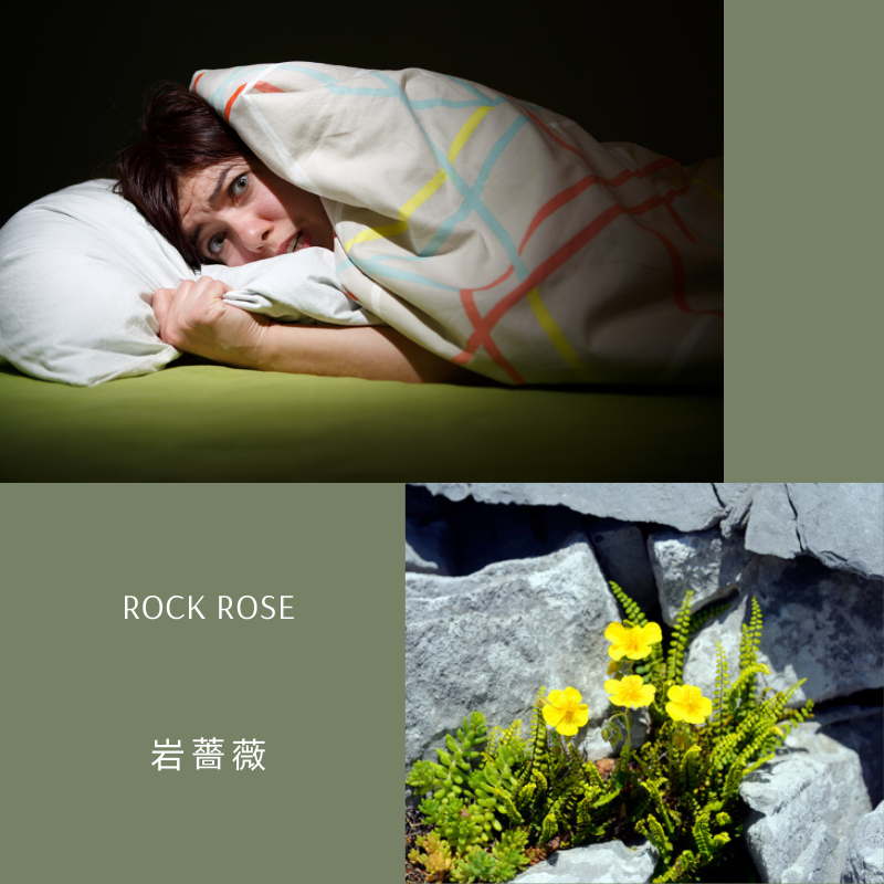 Read more about the article 岩薔薇 Rock Rose (巴哈花精) 適合驚嚇恐慌心有餘悸的你