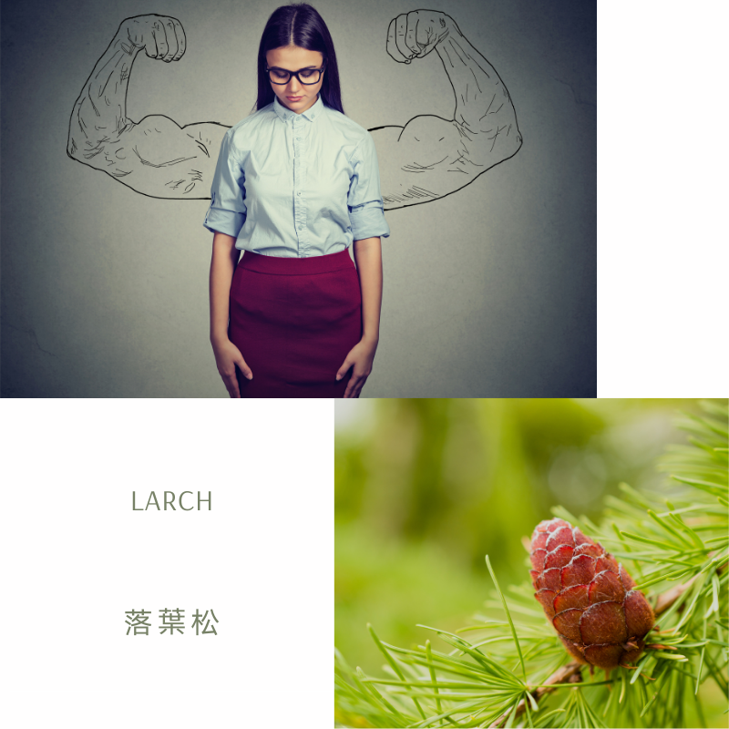 You are currently viewing 落葉松 Larch (巴哈花精) 適合缺乏自信怯場的你