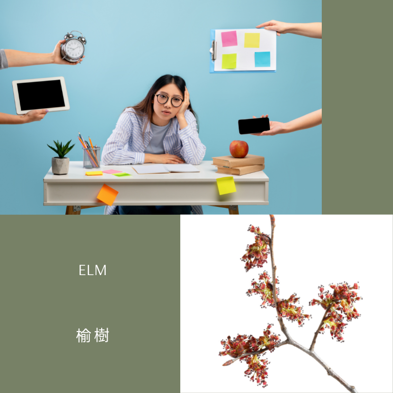 Read more about the article 榆樹 Elm (巴哈花精) 適合超出負荷想喘一口氣的你