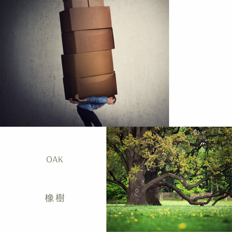 Read more about the article 橡樹 Oak (巴哈花精) 適合堅忍可靠自願一肩扛起所有責任的你