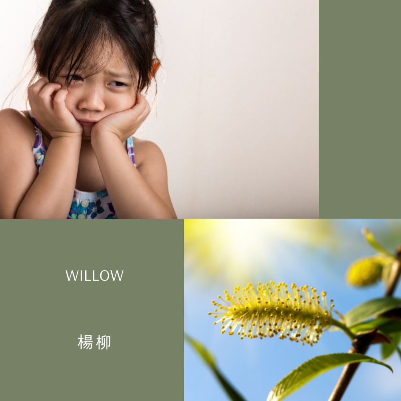 Read more about the article 楊柳 Willow (巴哈花精) 適合委屈不平想擺脫受害者情節的你