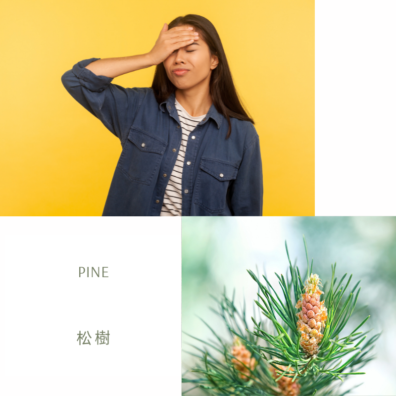 You are currently viewing 松樹 Pine (巴哈花精) 適合自責內疚覺得都是自己的錯的你