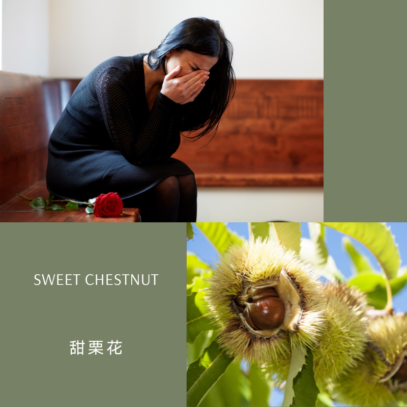 Read more about the article 甜栗花 Sweet Chestnut (巴哈花精) 適合身陷極度痛苦想走出靈魂暗夜的你