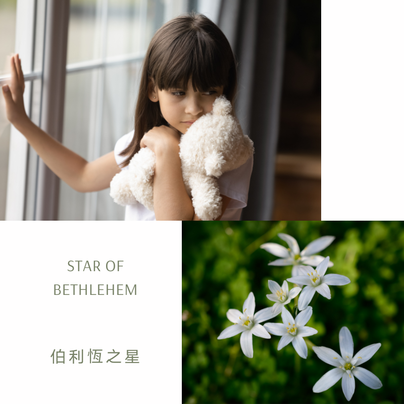 You are currently viewing 伯利恆之星/聖星百合 Star of Bethlehem (巴哈花精) 適合想療癒過去創傷的你