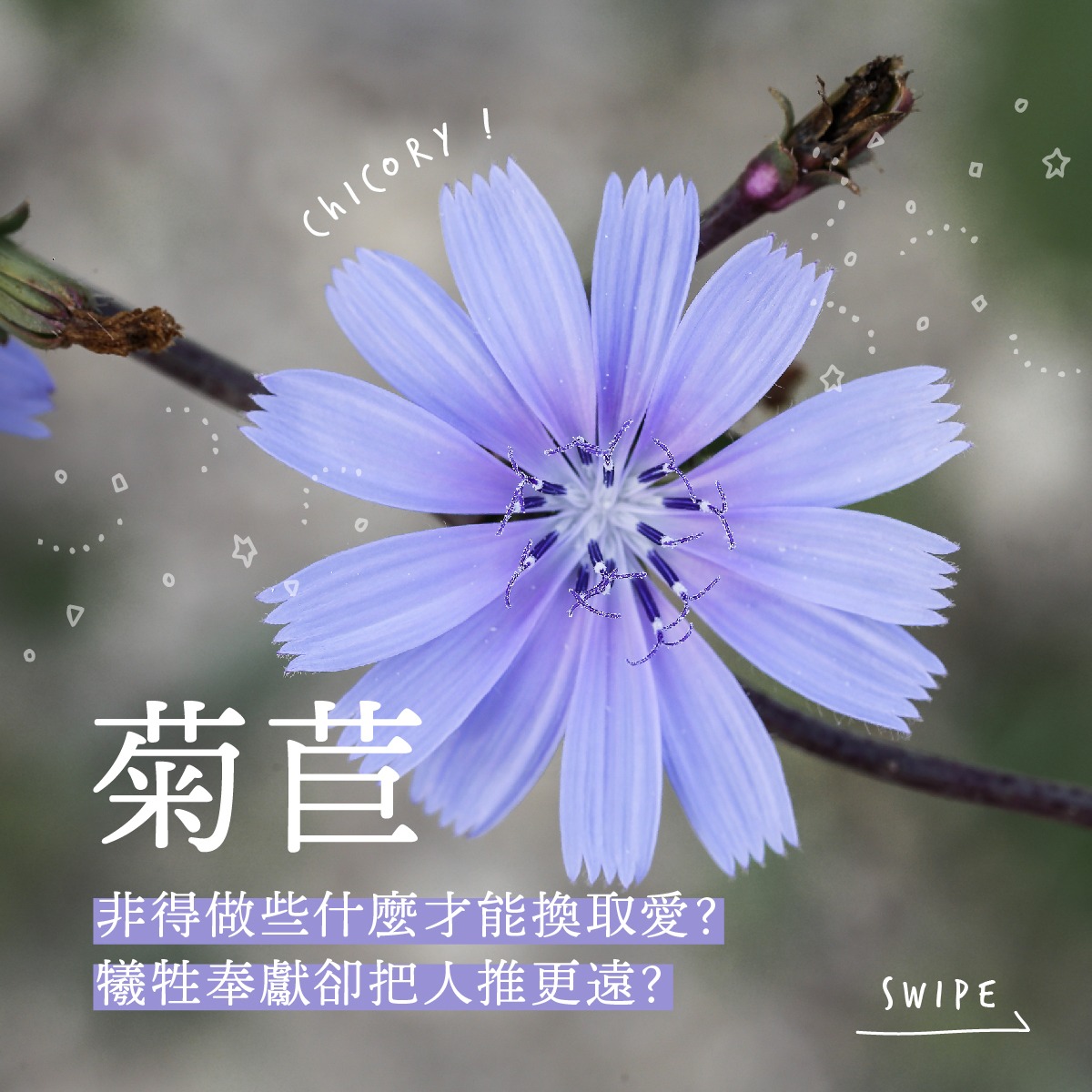 Read more about the article 菊苣 Chicory (巴哈花精) 適合依賴想佔有卻怕受傷害的你