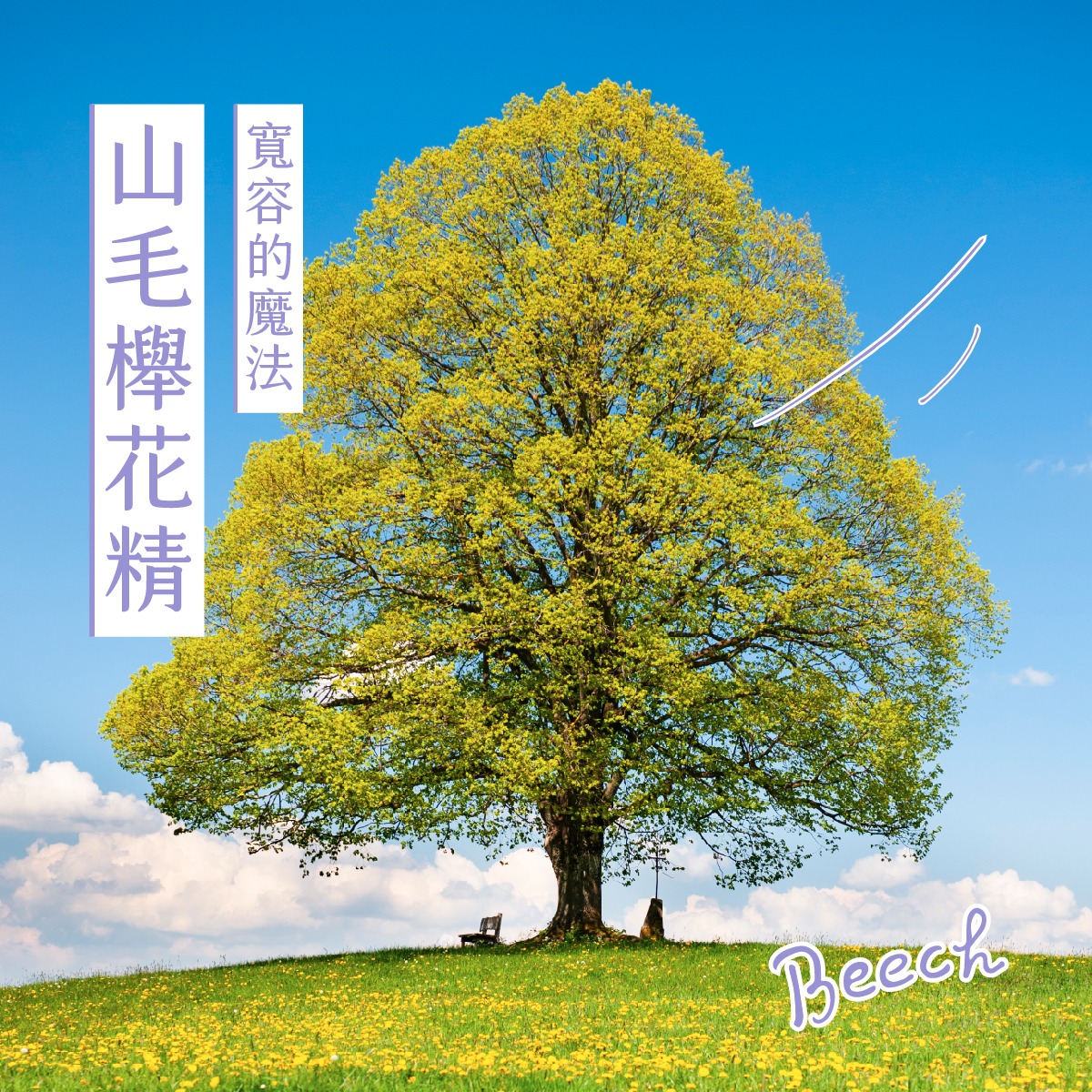 Read more about the article 山毛櫸/櫸木 Beech (巴哈花精) 適合常以嚴苛眼光檢視他人的你