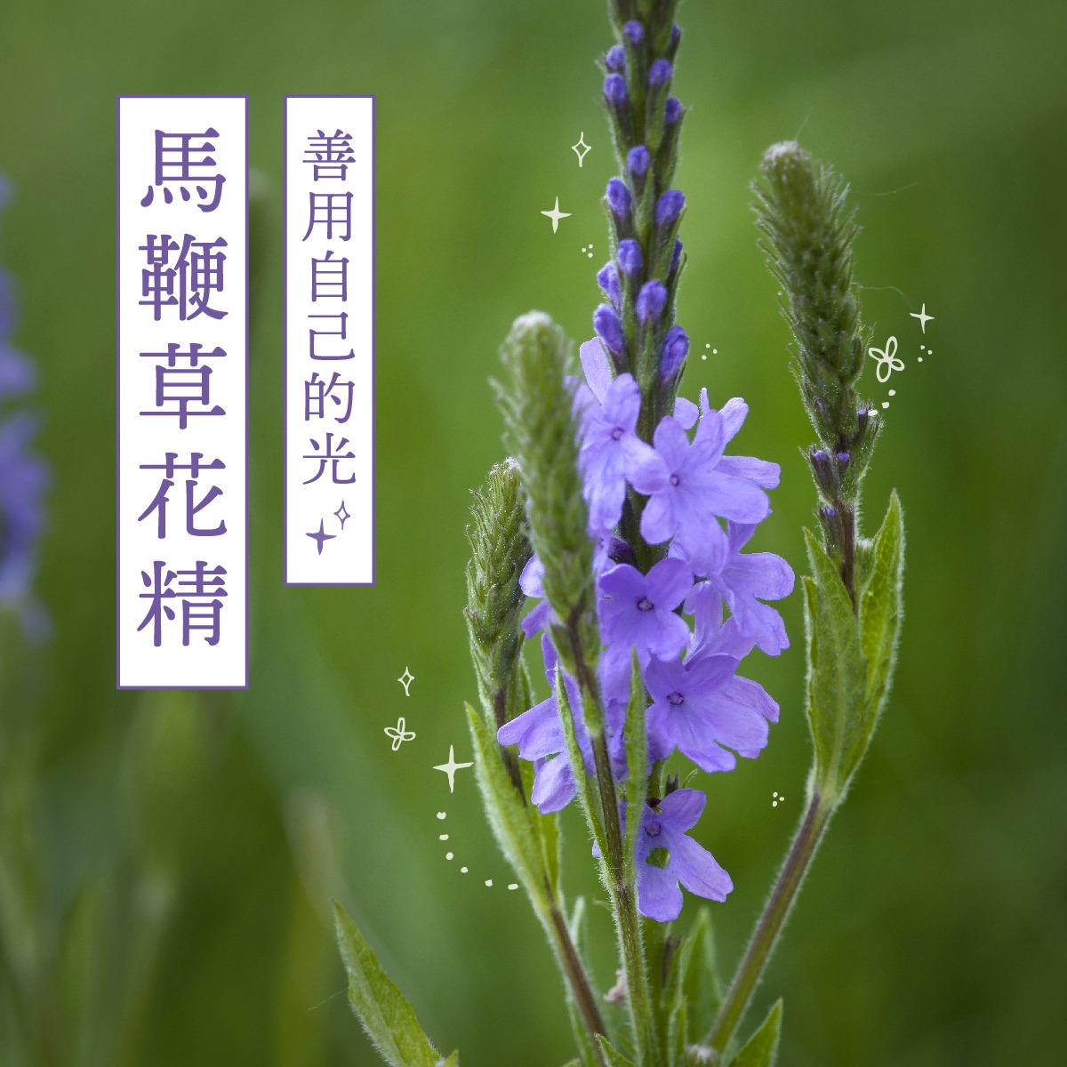 Read more about the article 馬鞭草 Vervain (巴哈花精) 適合滿腔熱血宣揚理念義憤填膺的你