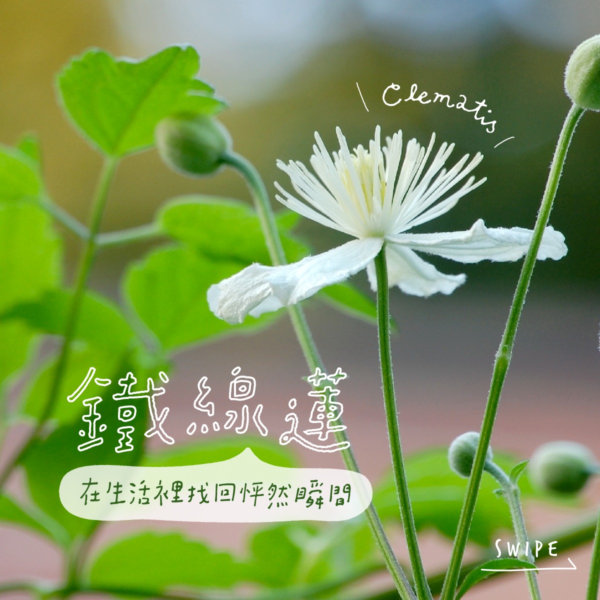 Read more about the article 鐵線蓮 Clematis (巴哈花精) 適合愛幻想未來沉浸在白日夢中需要落地行動的你