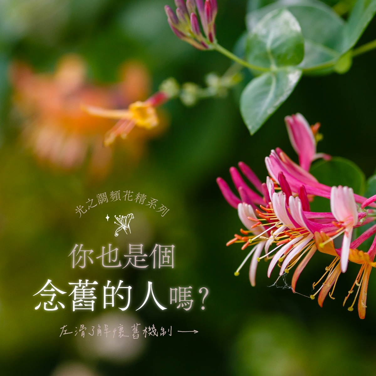 You are currently viewing 忍冬 Honeysuckle (巴哈花精) 適合念舊想回到過去的你