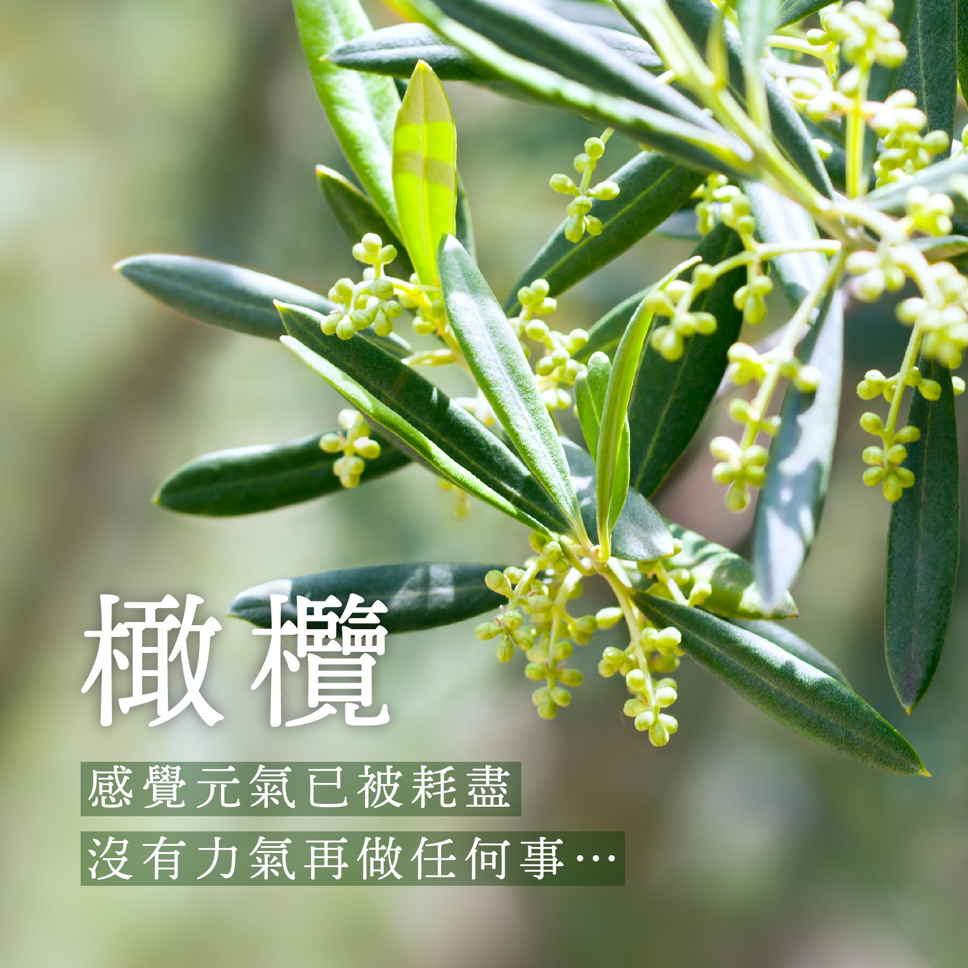 Read more about the article 橄欖 Olive (巴哈花精) 適合過勞疲憊需要休息的你