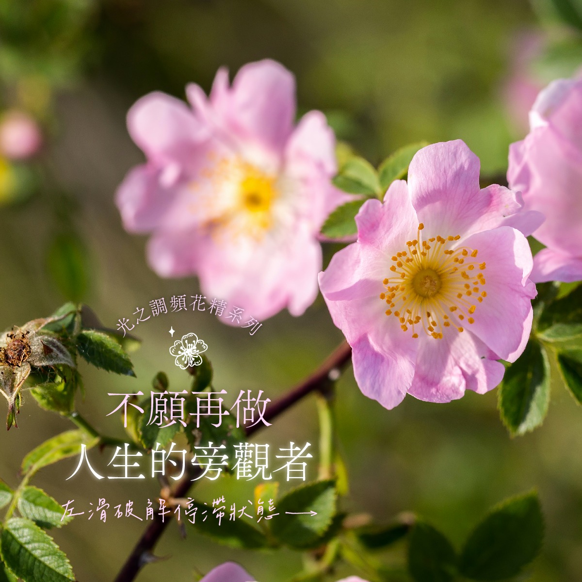 Read more about the article 野玫瑰 Wild Rose (巴哈花精) 適合消極空虛過一天算一天認命躺平的你