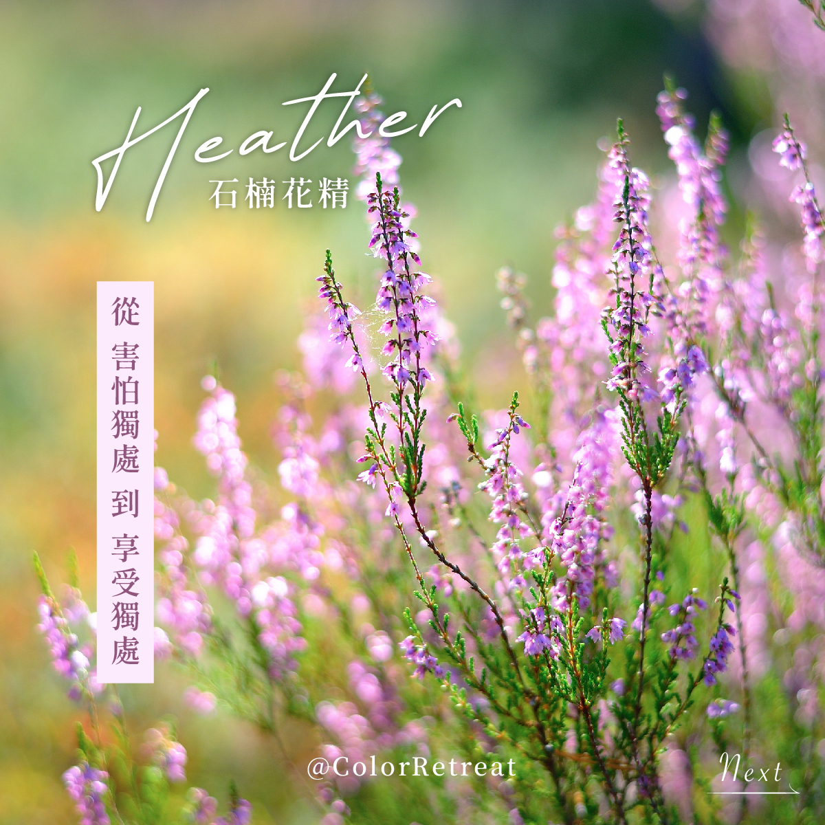 You are currently viewing 石楠 Heather (巴哈花精) 適合渴望關注與認同需要自我肯定與自處能力的你