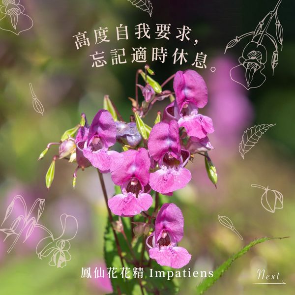 Read more about the article 鳳仙花 Impatiens (巴哈花精) 適合急性子停不下來需要耐心的你